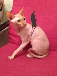 Вот мой, в карнавальном костюме.