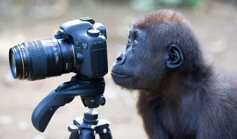 На фото 1 представлено семейство бабуинов. На фото 2 изображён человек, который их фотографировал... ;)