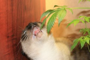 Зовут Эля, плохая девчонка.