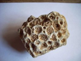Пористый камешек похож на окаменевшего коралла. Внизу фото хорошо сохранившегося образца.