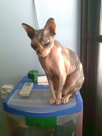 Моё "чудовище" ;)