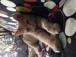 Мои Афанасий и Фрикаделька)) Люблю их, безродных-беспородных, но самых красивых и милых)))