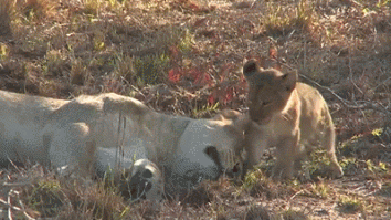 маааааам ну включи мультики