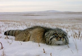 Нет, пусть пиндосы со своей "саванной" не подмазываются, Степь она такая: