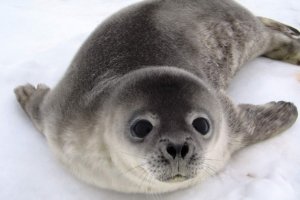 Такова природа, сильный поедает слабого, но как посмотришь на это милое создание, на эти глаза...