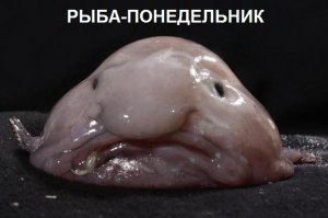 Самая страшная рыба, от которой невозможно спастись...