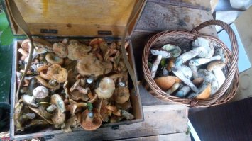 А мы рыжиков набрали целый сундук :)