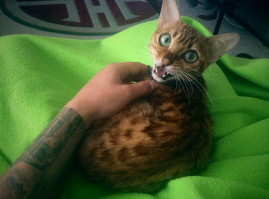 Вот такую бенгалочку я знаю. У нее врожденная болезнь, названия не помню, но врачи предрекали 3 месяца от рождения и все. А вот заботливые хозяева не согласились и вытянули ее, в результате у нее замедлилось физ.развитие, она навсегда теперь как 4-5 месячная кошка. Какая она милая и дружелюбная, вы бы знали, и эти огромные глазища...ух, она прелесть.
 равнодушный к котам и кошкам, но эта очень удивила.