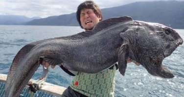 ловим в Белом море. конечно не такие экземпляры, но тоже в пасть лучше не соваться