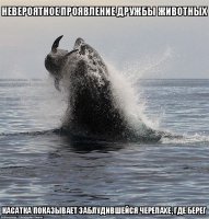 Косатка "сыграла" в волейбол черепахой