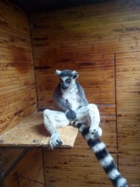 озёл тебе нужно узбакоица