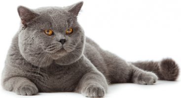 пффф <span style='color:gray'>[мат]</span> мы своей кошке покупаем раз в 5 больше...фотка вообще не показатель