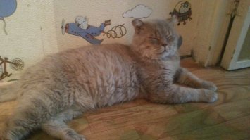 а у меня котик может и не настолько яркий по окрасу, но мужик брутальный и достойный)) подобрашка... весь был в шрамах, болячках, с кожными заболеваниями... А теперь во - мне говорят, что он видимо даже породистый, на брита похож, мол, да мне как-то пофиг)) свой и ладно)) мужик откровенно уличный и бандитский, да и не совсем прям молодой, сказали веты года 4 ему... боялась, что так и свалит на улицу, в привычную атмосферу.. не, привык)) даже погулять не уходит, так, на крылечке поваляется и в дом)) крупнее моей таксы в полтора раза) и весит восемь кеге