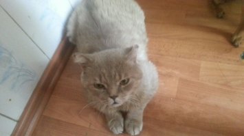 а у меня котик может и не настолько яркий по окрасу, но мужик брутальный и достойный)) подобрашка... весь был в шрамах, болячках, с кожными заболеваниями... А теперь во - мне говорят, что он видимо даже породистый, на брита похож, мол, да мне как-то пофиг)) свой и ладно)) мужик откровенно уличный и бандитский, да и не совсем прям молодой, сказали веты года 4 ему... боялась, что так и свалит на улицу, в привычную атмосферу.. не, привык)) даже погулять не уходит, так, на крылечке поваляется и в дом)) крупнее моей таксы в полтора раза) и весит восемь кеге