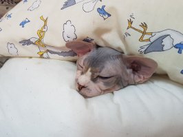 У моей кошки ещё и лапки короткие :)