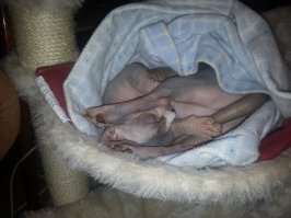 У моей кошки ещё и лапки короткие :)