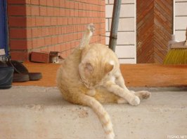 Котэ одобряет