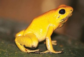 Батрахотоксин (0,002 мг/кг)
Кожный секрет лягушек-древолазов рода Phyllobates

Обладает сильным кардиотоксическим действием, вызывая экстрасистолии и фибрилляцию желудочков сердца, парализует дыхательную мускулатуру, миокард и скелетную мускулатуру. Стойко и необратимо повышает проницаемость покоящейся мембраны для ионов натрия, блокирует аксональный транспорт.

Противоядие: специфического антидота нет, проводят дезинтоксикационную и симптоматическую терапию. Сильным антагонистом является тетродотоксин — клин клином…

Краткое описание Древесные лягушки не превышают в длину 5 см, обычно ярко окрашены в золотые, черно-оранжевые и черно-желтые тона (предупреждающая окраска). Если вас занесет в Южную Америку от Никарагуа до Колумбии — не хватайте их руками.