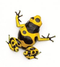 Чирикитотоксин (DL50 = 0,01 мг/кг)
 
Вырабатывается кожей жаб Atelopus chiriquiensis
Структурный аналог тетродотоксина — отличается лишь заменой группы СН2ОН на неидентифицированный пока радикал. Нейротоксин, блокирует натриевые и калиевые каналы в мембранах нервных окончаний.
Противоядие: специфического антидота нет, проводят дезинтоксикационную и симптоматическую терапию
Краткое описание Маленькие (самцы — около 3 см, самки — 3,5−5 см) жабы с красивым именем чирикита водятся на перешейке между Северной и Южной Америками — в Панаме и Коста-Рике. Вид находится под угрозой исчезновения. Токсин вырабатывает кожа чирикит, а ядовитость, напомним, оценивалась при введении внутримышечно. Но если намазать стрелу…