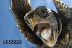 Может она всегда мечтала летать?