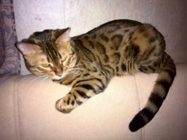 Арабика, этоне кошка а настоящая зверюга. Любит играть с ножами, часто приносит в кровать., открывает холодильник вытаскивает всю заморозку, кормит шпица, шпиц вообще жив только благодаря своей шерсти, потом что во время игр она ему в горло вцепиться пытается)))) Дикая, грациозная, независимая охотница.