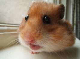 У знакомых заболел хомяк - лежит не встаёт,голову поднимает и роняет,не ест ничего. Оказалось весь день прятал за щекой здоровенную гайку - вещь-то хорошая. Но,падла,тяжеловата для хомяка