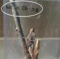 ... судя по надписи на аквариуме, никакая это не бабочка, а китайский боевой робот!!! :)