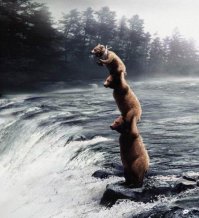 Спасенный медвежонок не может поверить, что обрел дом