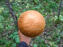 Вот как он таким идеальным вырос?!