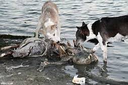 Непривязанная собака загрызла 3-летнего мальчика, который пришел в гости к другу