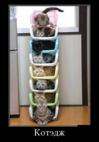 Они прекрасны!