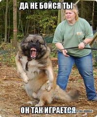 Непривязанная собака загрызла 3-летнего мальчика, который пришел в гости к другу