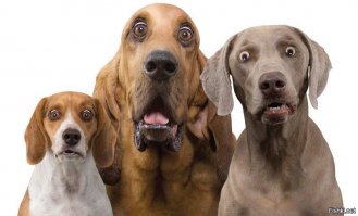 Непривязанная собака загрызла 3-летнего мальчика, который пришел в гости к другу