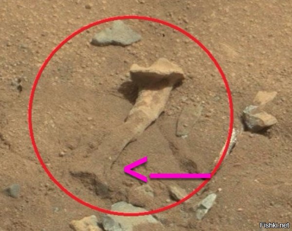 Гы... это еще не все приколы с оф. снимков Марса. Вот кость голени моржа