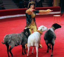 20 самых умных животных