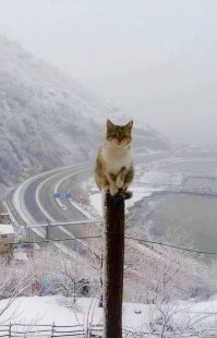Пятничный котопост