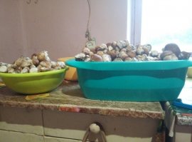 Так выглядит 8 килограмм боровиков. Выброшено было около 5% не более.