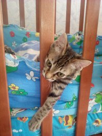 Я тоже хочу выложить своего. Сидел на проезжей части, грелся на солнышке и, как мне кажется, готовился проститься с недавно начавшейся жизнью - чтобы блохи составляли собой полностью покров животного - это я видела впервые и когда отмывала, кровь лилась с водой.
Уже месяц прошел, как я его подобрала (он спал потом двое суток) и пообещала мужу, что на следующей неделе отдам.

Кот оказался офигенным. Потрясающий на ощупь. У нас, кроме него, еще три кошки, так вот, они все такие рыхленькие, мягкие, а Тихон упругий, как колбаска, гладенький и пятнульки мне его так нравятся, такие яркие, да и сам он воплощение идеального кота - постоянно ластится, мурлыкает, засыпает со мной, и просыпается рядом на подушке.