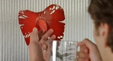 Необычные цветы, которые выглядят как нечто совсем иное