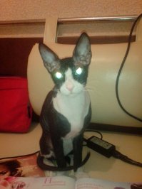 Вчера у моей Мусеньки ДР был. 4 года ей случилось.
Так ента дурында умудрилась не только с лоджии на улицу упасть, так ещё и сиганула в не знаю, что это, но под лоджией 1 этажа выкопана яма, там подвальное окно, всё закрыто решёткой, метра 1.5 вглубь, так эта "матьтвоюжвтудысь" в самом углу этой ямы скаталась в клубочек и только "МЭУ!!!" 
Ну грю и как ты дошла до жизни такой?  "МЭУ!"
Иди сюда, дура, встань на задние лапы, иначе не вытащу  "МЭУ!"
Вот, бл.....  сюда иди, кому сказала, а то жить в этой яме останешься!!!!!!  
В общем, минут через 10 уговоров это солнце таки отлепило жопу от мусора и протянуло ко мне лапки. За которые я её между решёток и вытащила.

По приносу домой её ждали: 1) восторг дочки; 2) муж почесал репу "новый пакет жрачки покупать-таки придётся" 3) помойка всей кошки