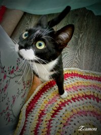 Пятничный котопост