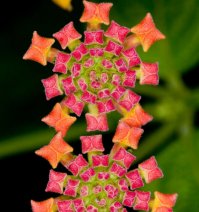 Необычные цветы, которые выглядят как нечто совсем иное