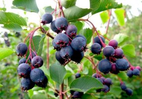 На тебе фото ирги.