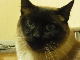 А это мой друг Семён Семёныч. Уже старичёк, 14 лет. Говорят коты привязываются к дому, а не к хозяевам. Так вот, летом живём на даче, мне приходится по работе уезжать на несколько дней. Жена говорит, когда уезжаю, первые два дня сидит на моей кровати(с женой спим на разных) и даже кормёжку, святое, пропускает. Вот так скучает. А когда то ездили всей семьёй надолго отдыхать. Попросили сестру жены(жила рядом) заходить кормить ну и т.п. Звонила говорила, когда заходила в квартиру, бежал на встречу, думал мы вернулись, а когда видел её сразу "скисал". Я приехал чуть раньше, зашёл в квартиру, Семён выглянул из комнаты и вернулся назад. Обиделся жутко, морду отворачивает. На руки взял, погладил, короч помирились. Пошли на кухню есть. Положил ему привезенных вкусностей, сам сел за стол.А коту от миски, из-за стола, моего лица не видно, так эта морда бросила есть и пересела, чтоб я весь виден был. Так что это мой друг. Вот так...