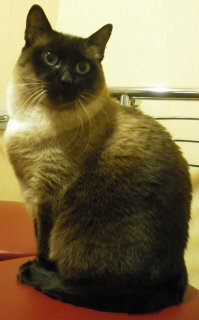 А это мой друг Семён Семёныч. Уже старичёк, 14 лет. Говорят коты привязываются к дому, а не к хозяевам. Так вот, летом живём на даче, мне приходится по работе уезжать на несколько дней. Жена говорит, когда уезжаю, первые два дня сидит на моей кровати(с женой спим на разных) и даже кормёжку, святое, пропускает. Вот так скучает. А когда то ездили всей семьёй надолго отдыхать. Попросили сестру жены(жила рядом) заходить кормить ну и т.п. Звонила говорила, когда заходила в квартиру, бежал на встречу, думал мы вернулись, а когда видел её сразу "скисал". Я приехал чуть раньше, зашёл в квартиру, Семён выглянул из комнаты и вернулся назад. Обиделся жутко, морду отворачивает. На руки взял, погладил, короч помирились. Пошли на кухню есть. Положил ему привезенных вкусностей, сам сел за стол.А коту от миски, из-за стола, моего лица не видно, так эта морда бросила есть и пересела, чтоб я весь виден был. Так что это мой друг. Вот так...