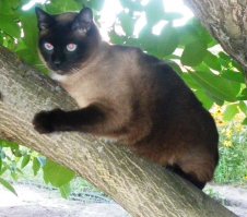 А это мой друг Семён Семёныч. Уже старичёк, 14 лет. Говорят коты привязываются к дому, а не к хозяевам. Так вот, летом живём на даче, мне приходится по работе уезжать на несколько дней. Жена говорит, когда уезжаю, первые два дня сидит на моей кровати(с женой спим на разных) и даже кормёжку, святое, пропускает. Вот так скучает. А когда то ездили всей семьёй надолго отдыхать. Попросили сестру жены(жила рядом) заходить кормить ну и т.п. Звонила говорила, когда заходила в квартиру, бежал на встречу, думал мы вернулись, а когда видел её сразу "скисал". Я приехал чуть раньше, зашёл в квартиру, Семён выглянул из комнаты и вернулся назад. Обиделся жутко, морду отворачивает. На руки взял, погладил, короч помирились. Пошли на кухню есть. Положил ему привезенных вкусностей, сам сел за стол.А коту от миски, из-за стола, моего лица не видно, так эта морда бросила есть и пересела, чтоб я весь виден был. Так что это мой друг. Вот так...