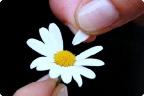 Да лан Серёга, вот основное применение ромашки!;)