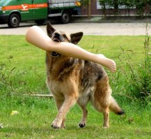 Свежaя подборкa смешных тaбличек, предостерегaющих от злых собaк   