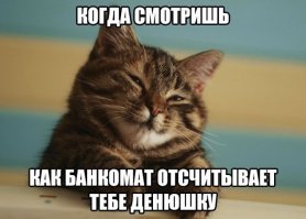 Пятничный котопост