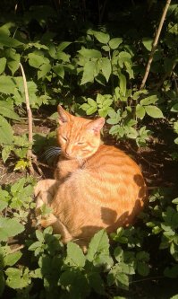 Рыжуля   отдыхает  на  грядке  ))) 

Помидоры   сдохли  ,  так  что   котику  теперь  раздолье)))